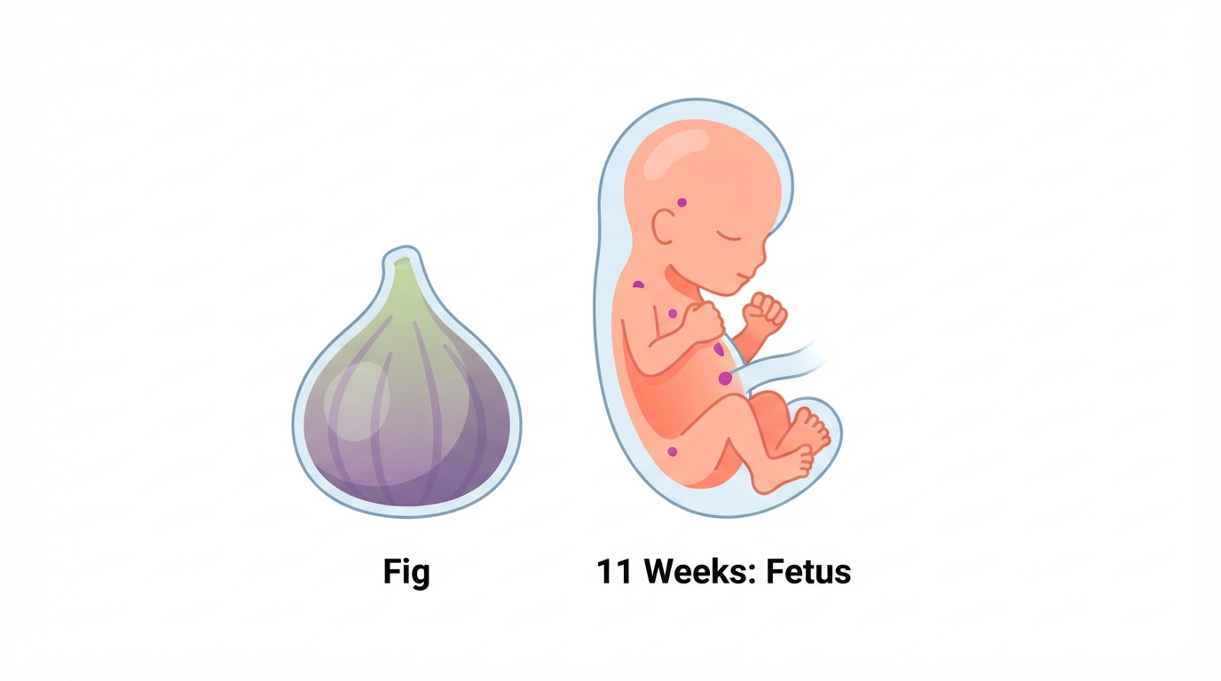 Week 11: Fig Size Comparison Diagram comparing a fig to an 11 week fetus, showing a large head relative to body size and small clenched fists