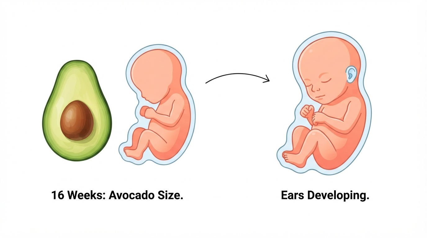 Week 16: Avocado Size Comparison Diagram comparing an avocado to a 16 week fetus, showing developed ears and closed eyes