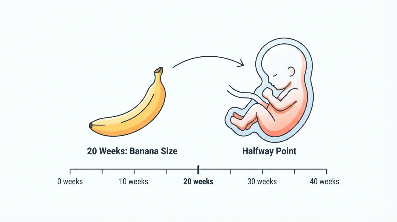 Week 20: Banana Size Comparison Diagram comparing a banana to a 20 week fetus, marking the halfway point of pregnancy