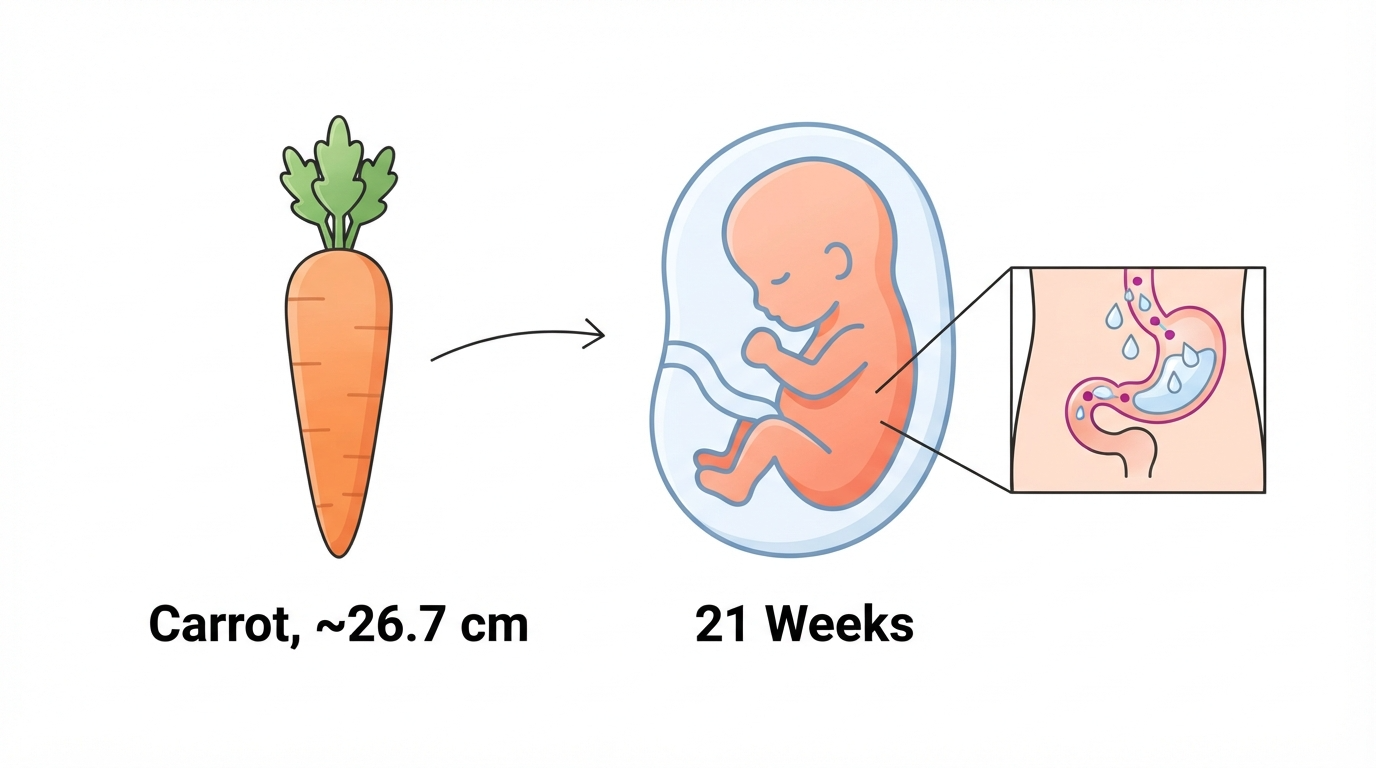 Diagram comparing a carrot to a 21 week fetus, showing the digestive system swallowing amniotic fluid