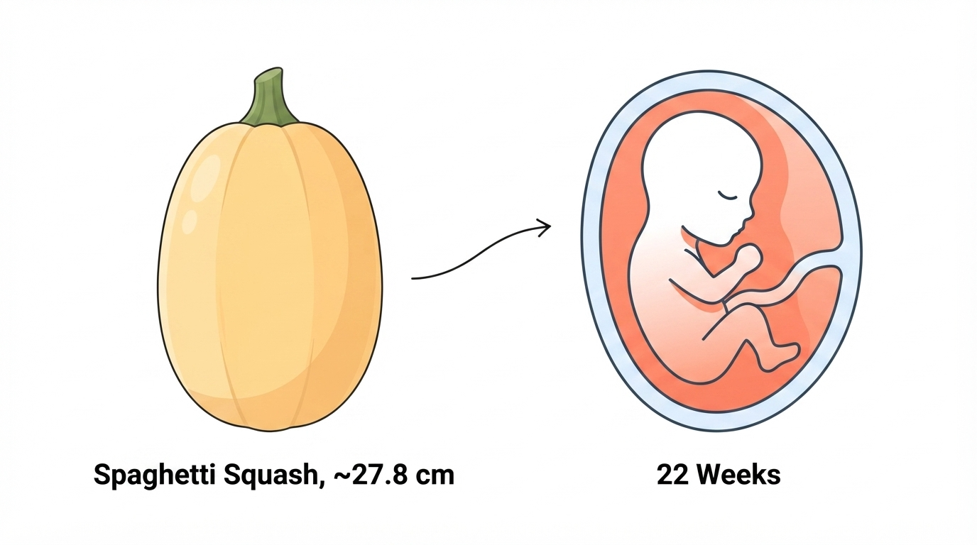 Diagram comparing a spaghetti squash to a 22 week fetus, showing fully formed eyebrows, eyelids, and lips