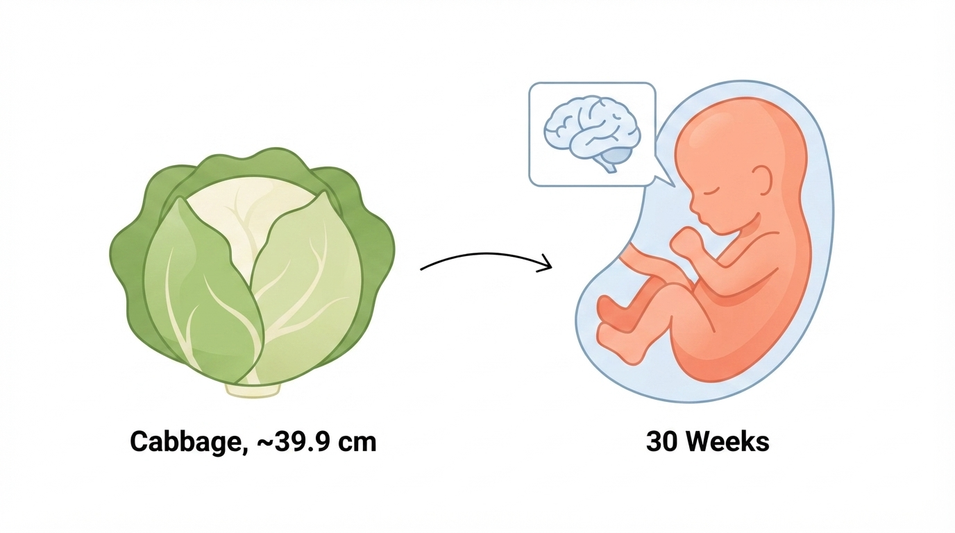 Diagram comparing a cabbage to a 30 week fetus, showing the brain maturing and growing rapidly