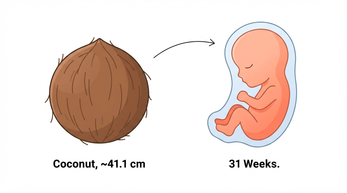 Diagram comparing a coconut to a 31 week fetus, showing all five senses becoming increasingly active