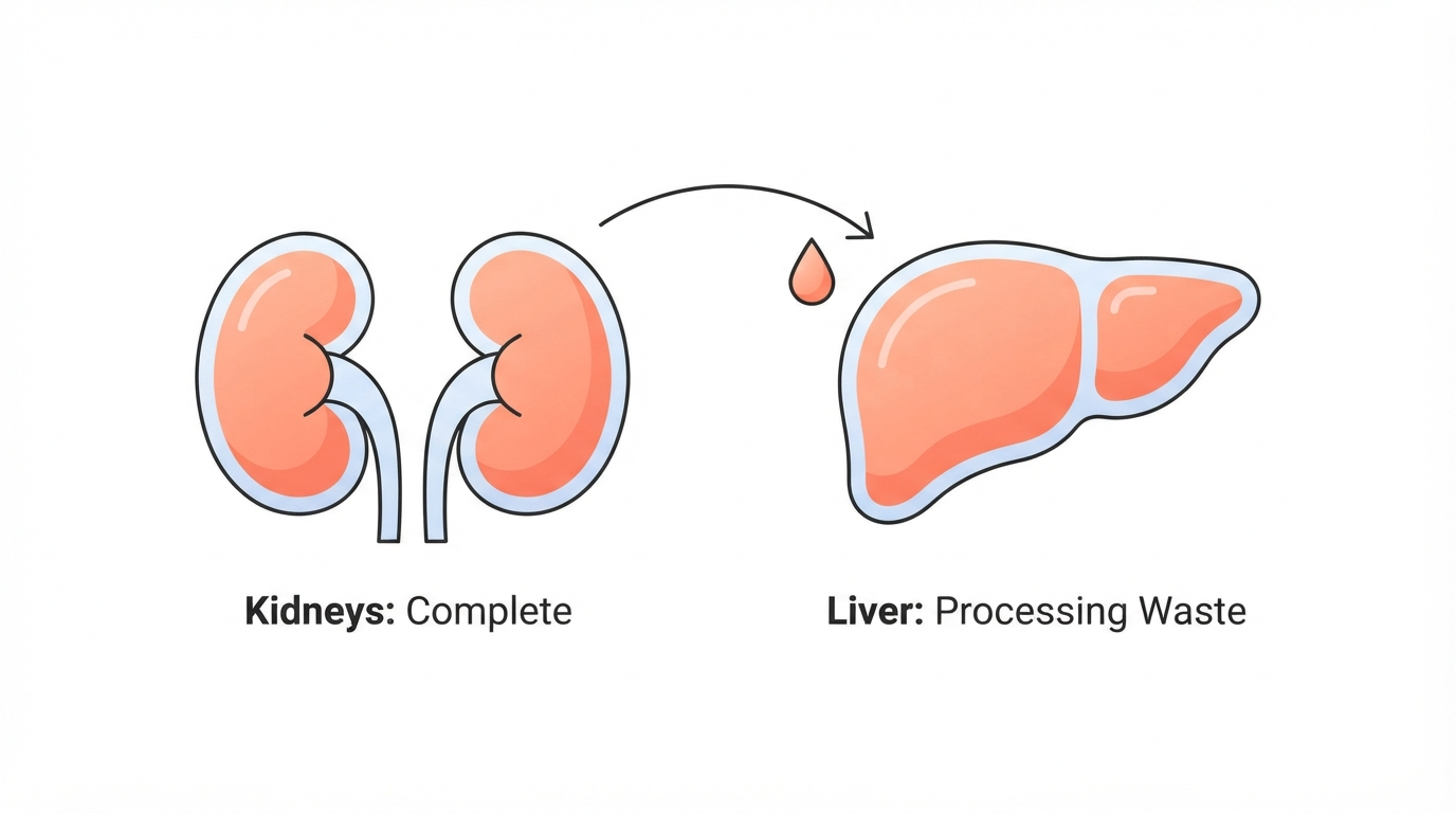 Diagram showing 35 week fetal kidneys completely developed and the liver beginning to process waste