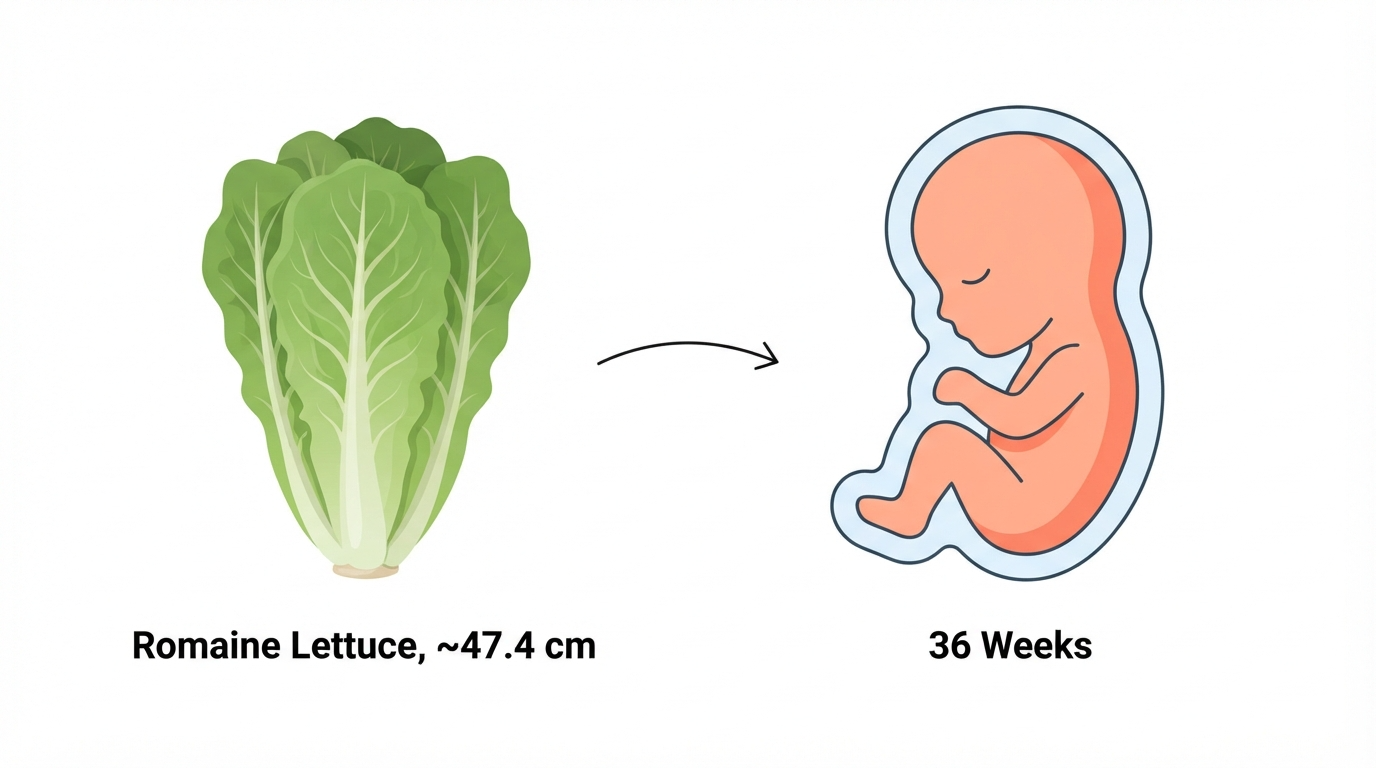 Diagram comparing a romaine lettuce to a 36 week fetus, showing lanugo body hair shedding as head hair develops