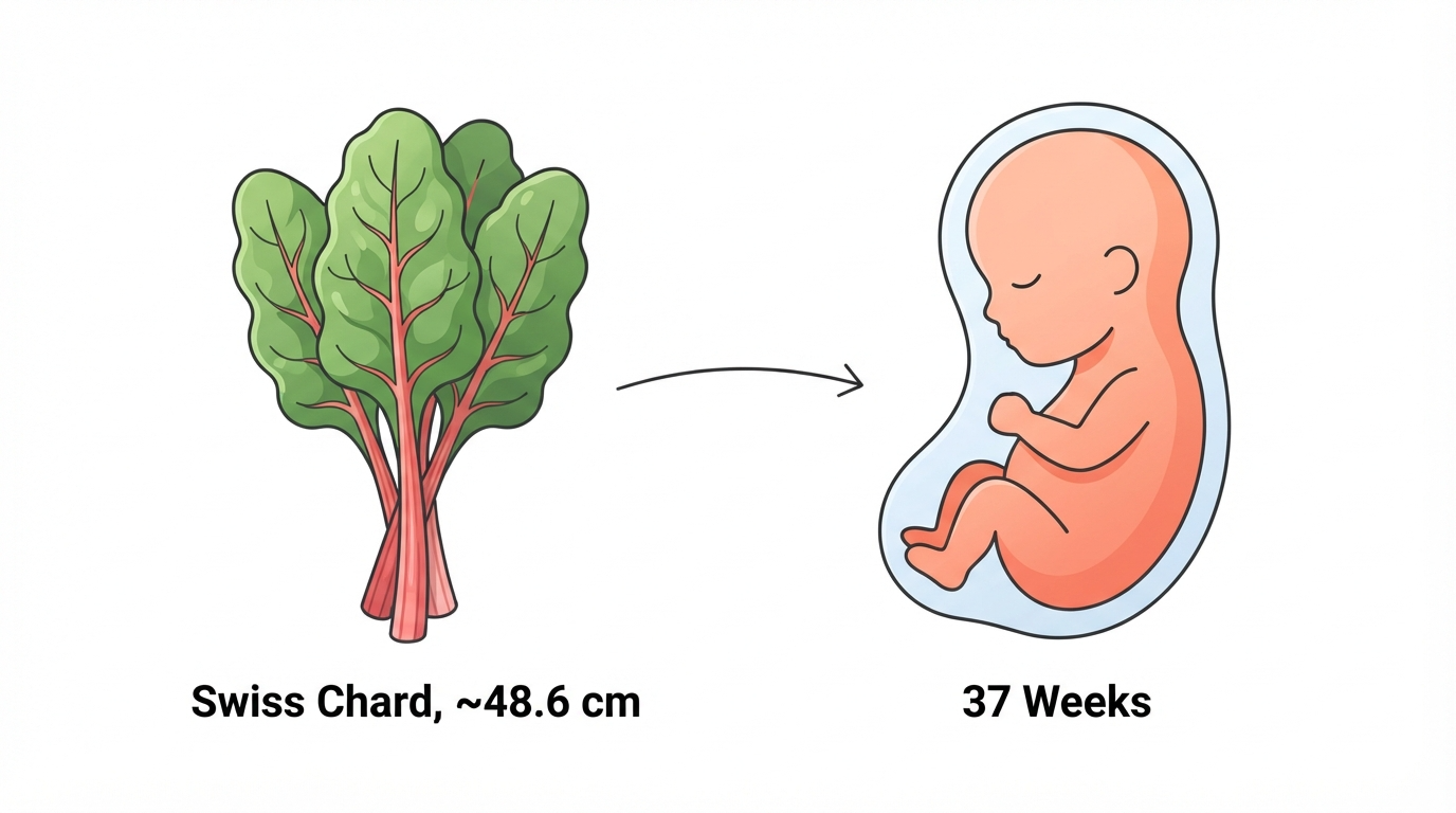 Diagram comparing a bunch of Swiss chard to a 37 week fetus, showing early term status and steady fat gain