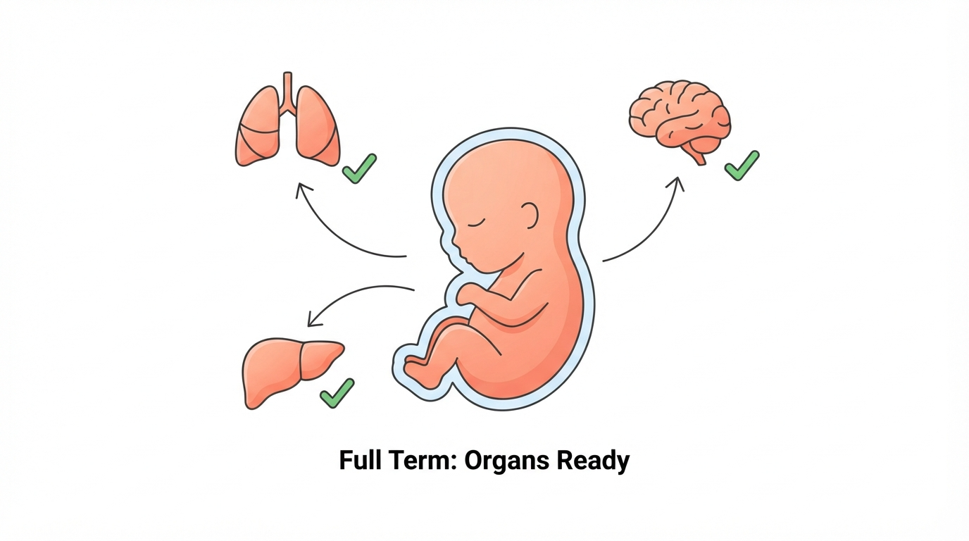 Diagram showing a 39 week full term fetus with organs ready for life outside the womb