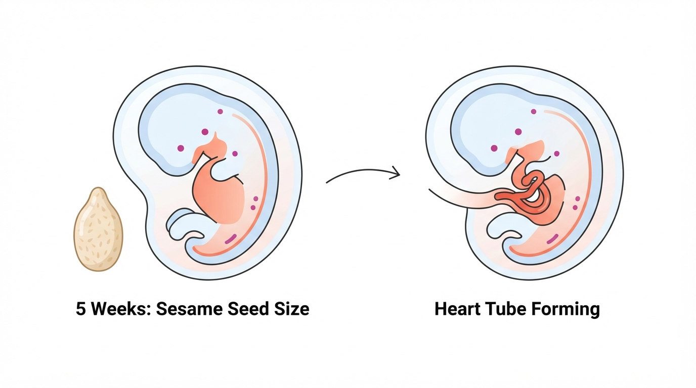 Week 5: Sesame Seed Size and Heart Tube Formation Diagram comparing a sesame seed to a 5 week embryo and showing the primitive heart tube beginning to form